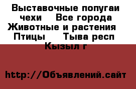 Выставочные попугаи чехи  - Все города Животные и растения » Птицы   . Тыва респ.,Кызыл г.